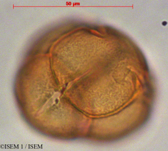 ISEM 1/Gaylussacia_oleifolia_28064/Gaylussacia_oleifolia_28064_0001(copy)_thumb.jpg